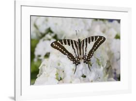 Graphium antheus swallowtail butterfly on white Phlox-Darrell Gulin-Framed Photographic Print