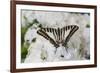 Graphium antheus swallowtail butterfly on white Phlox-Darrell Gulin-Framed Photographic Print