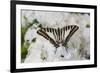 Graphium antheus swallowtail butterfly on white Phlox-Darrell Gulin-Framed Photographic Print