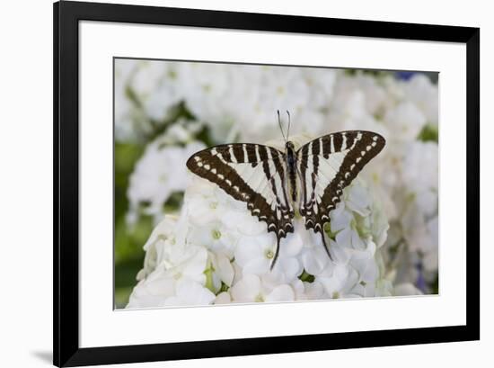 Graphium antheus swallowtail butterfly on white Phlox-Darrell Gulin-Framed Photographic Print