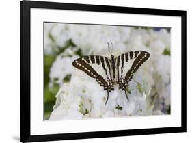 Graphium antheus swallowtail butterfly on white Phlox-Darrell Gulin-Framed Photographic Print