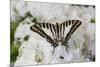 Graphium antheus swallowtail butterfly on white Phlox-Darrell Gulin-Mounted Photographic Print