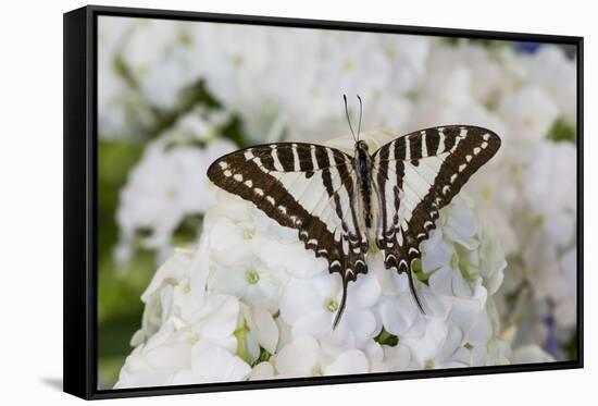 Graphium antheus swallowtail butterfly on white Phlox-Darrell Gulin-Framed Stretched Canvas