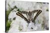 Graphium antheus swallowtail butterfly on white Phlox-Darrell Gulin-Stretched Canvas