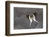 Graphium Butterfly on Helmeted Guineafowl-Darrell Gulin-Framed Photographic Print