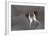 Graphium Butterfly on Helmeted Guineafowl-Darrell Gulin-Framed Photographic Print