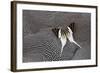 Graphium Butterfly on Helmeted Guineafowl-Darrell Gulin-Framed Photographic Print