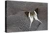 Graphium Butterfly on Helmeted Guineafowl-Darrell Gulin-Stretched Canvas