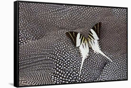 Graphium Butterfly on Helmeted Guineafowl-Darrell Gulin-Framed Stretched Canvas