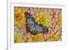 Graphium deleserti butterfly on Golden Dahlia Flowers-Darrell Gulin-Framed Photographic Print