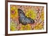 Graphium deleserti butterfly on Golden Dahlia Flowers-Darrell Gulin-Framed Photographic Print