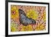 Graphium deleserti butterfly on Golden Dahlia Flowers-Darrell Gulin-Framed Photographic Print