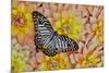 Graphium deleserti butterfly on Golden Dahlia Flowers-Darrell Gulin-Mounted Photographic Print