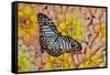 Graphium deleserti butterfly on Golden Dahlia Flowers-Darrell Gulin-Framed Stretched Canvas