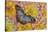 Graphium deleserti butterfly on Golden Dahlia Flowers-Darrell Gulin-Stretched Canvas