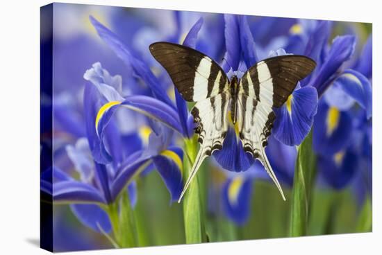 Graphium Dorcus Butungensis or the Tabitha's Swordtail Butterfly-Darrell Gulin-Stretched Canvas