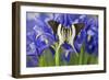 Graphium Dorcus Butungensis or the Tabitha's Swordtail Butterfly-Darrell Gulin-Framed Photographic Print