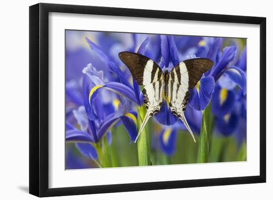 Graphium Dorcus Butungensis or the Tabitha's Swordtail Butterfly-Darrell Gulin-Framed Photographic Print