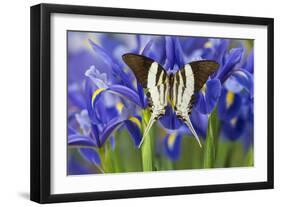 Graphium Dorcus Butungensis or the Tabitha's Swordtail Butterfly-Darrell Gulin-Framed Photographic Print