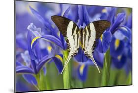 Graphium Dorcus Butungensis or the Tabitha's Swordtail Butterfly-Darrell Gulin-Mounted Photographic Print