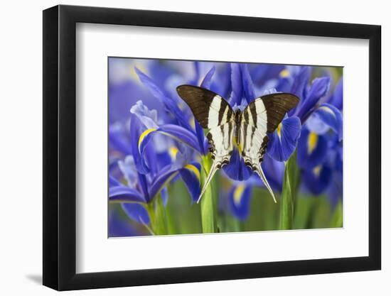 Graphium Dorcus Butungensis or the Tabitha's Swordtail Butterfly-Darrell Gulin-Framed Photographic Print