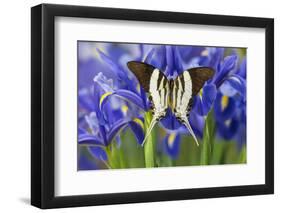 Graphium Dorcus Butungensis or the Tabitha's Swordtail Butterfly-Darrell Gulin-Framed Photographic Print