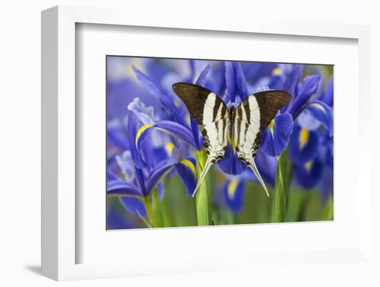 Graphium Dorcus Butungensis or the Tabitha's Swordtail Butterfly-Darrell Gulin-Framed Photographic Print