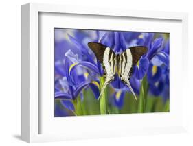 Graphium Dorcus Butungensis or the Tabitha's Swordtail Butterfly-Darrell Gulin-Framed Photographic Print