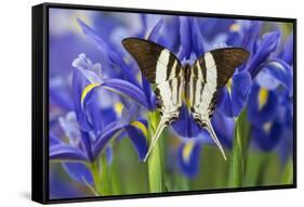 Graphium Dorcus Butungensis or the Tabitha's Swordtail Butterfly-Darrell Gulin-Framed Stretched Canvas