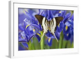 Graphium Dorcus Butungensis or the Tabitha's Swordtail Butterfly-Darrell Gulin-Framed Photographic Print