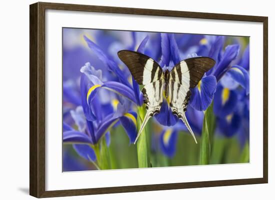 Graphium Dorcus Butungensis or the Tabitha's Swordtail Butterfly-Darrell Gulin-Framed Photographic Print