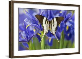 Graphium Dorcus Butungensis or the Tabitha's Swordtail Butterfly-Darrell Gulin-Framed Photographic Print