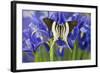 Graphium Dorcus Butungensis or the Tabitha's Swordtail Butterfly-Darrell Gulin-Framed Photographic Print