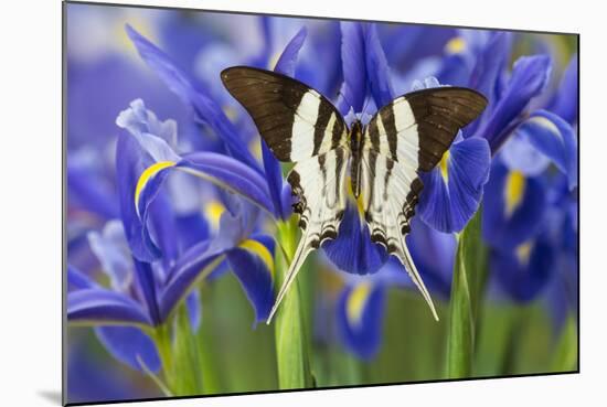 Graphium Dorcus Butungensis or the Tabitha's Swordtail Butterfly-Darrell Gulin-Mounted Photographic Print