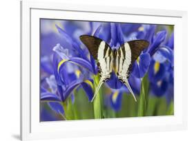 Graphium Dorcus Butungensis or the Tabitha's Swordtail Butterfly-Darrell Gulin-Framed Photographic Print