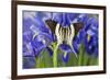 Graphium Dorcus Butungensis or the Tabitha's Swordtail Butterfly-Darrell Gulin-Framed Photographic Print