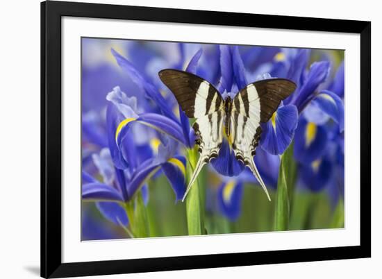 Graphium Dorcus Butungensis or the Tabitha's Swordtail Butterfly-Darrell Gulin-Framed Photographic Print