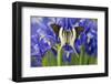 Graphium Dorcus Butungensis or the Tabitha's Swordtail Butterfly-Darrell Gulin-Framed Premium Photographic Print
