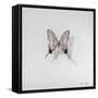 Graphium eurosus, 2014-Odile Kidd-Framed Stretched Canvas