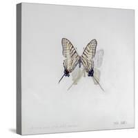 Graphium eurosus, 2014-Odile Kidd-Stretched Canvas