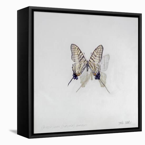 Graphium eurosus, 2014-Odile Kidd-Framed Stretched Canvas