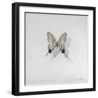 Graphium eurosus, 2014-Odile Kidd-Framed Giclee Print