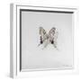 Graphium eurosus, 2014-Odile Kidd-Framed Giclee Print