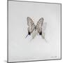 Graphium eurosus, 2014-Odile Kidd-Mounted Giclee Print