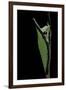 Graphium Stratocles (Swallowtail Butterfly) - Pupa-Paul Starosta-Framed Premium Photographic Print