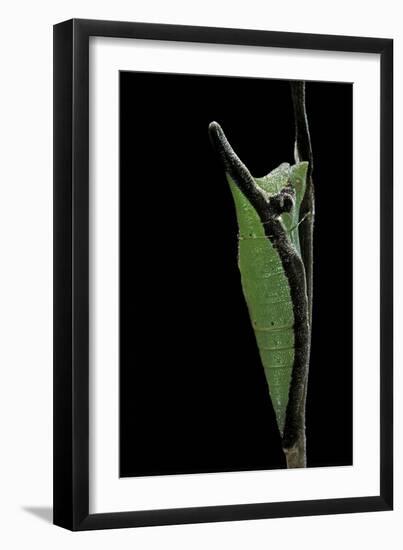 Graphium Stratocles (Swallowtail Butterfly) - Pupa-Paul Starosta-Framed Photographic Print