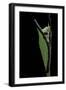 Graphium Stratocles (Swallowtail Butterfly) - Pupa-Paul Starosta-Framed Photographic Print