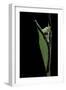 Graphium Stratocles (Swallowtail Butterfly) - Pupa-Paul Starosta-Framed Photographic Print