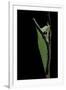 Graphium Stratocles (Swallowtail Butterfly) - Pupa-Paul Starosta-Framed Photographic Print