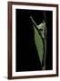 Graphium Stratocles (Swallowtail Butterfly) - Pupa-Paul Starosta-Framed Photographic Print